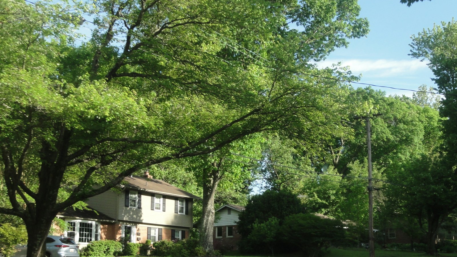 Tree-lined residential street with mature canopy and early-twentieth-century homes — visually representative of the dense pre-1978 housing stock in neighborhoods like Burns Park.